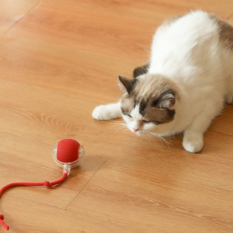 🐶Im Verkauf🐱 Haustier-Selbstunterhaltungsspielzeug - Beißfester automatischer Spielball