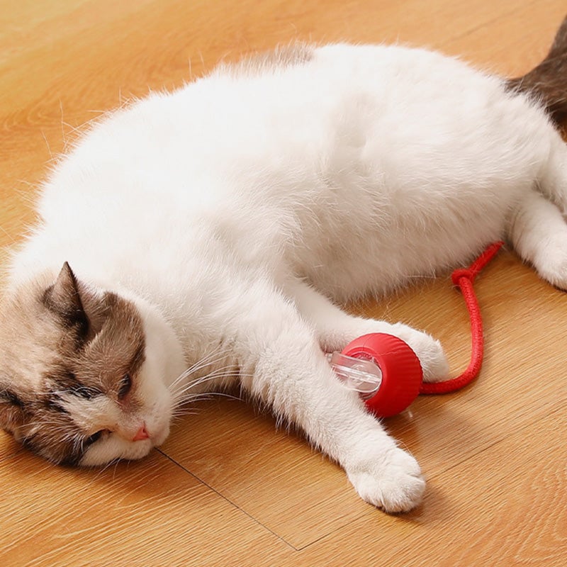 🐶Im Verkauf🐱 Haustier-Selbstunterhaltungsspielzeug - Beißfester automatischer Spielball